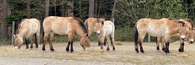 Mehrere Wildpferde grasen auf einem offenen Feld vor einem Wald.