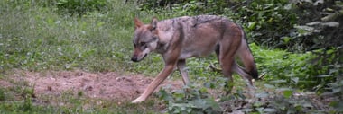 Wolf geht auf Rasen in einem Waldgebiet.