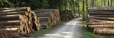 Waldweg mit gestapelten Baumstämmen auf beiden Seiten.