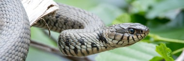 Ringelnatter auf einem Ast mit grünen Blättern im Hintergrund.