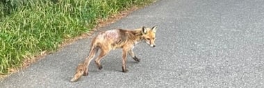 Ein krank aussehender Fuchs mit struppigem Fell auf einer Strasse neben Büschen.