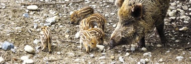 Wildschwein mit Frischlingen auf steinigem Boden.