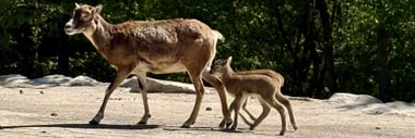 Mufflonschaf mit zwei Lämmern gehen auf einem Weg im Wald.