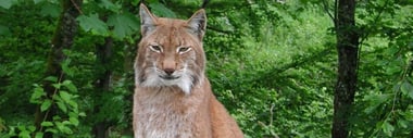 Ein Luchs sitzt auf einem Holzbrett im Wald.