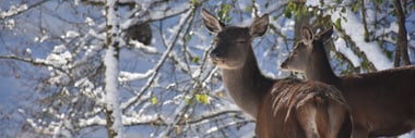 Zwei Rothirsche stehen im Schnee vor verschneiten Bäumen.