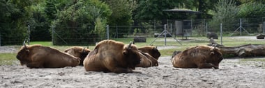 Fünf Wisente ruhen auf sandigem Boden in einem Gehege.