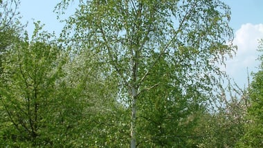 Birke