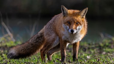 Ein Fuchs steht auf einer Wiese.