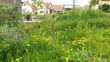 Blick auf blumenreiche Wiese vor Wohnhäusern.