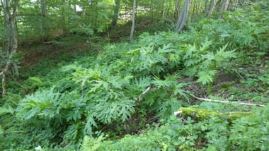 Waldlichtung mit üppigem grünen Bewuchs durch Risenbärenklau.