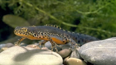 Ein Molch auf Kieselsteinen im Wasser.