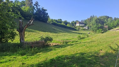 Grüne Wiese mit Baumstumpf und Haus im Hintergrund.