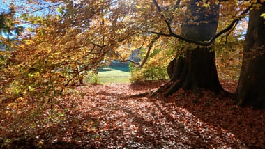 Herbstwald mit Sonnenlicht durch die Bäume.