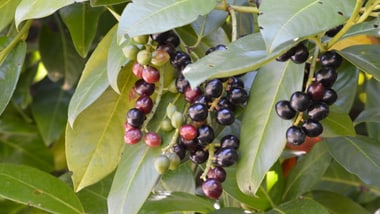 Kirschlorbeer-Zweige mit grünen und schwarzen Beeren.