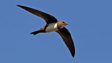 Ein Vogel fliegt am blauen Himmel.