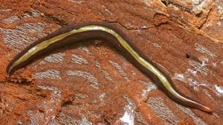 Brauner Wurm auf Holzoberfläche.