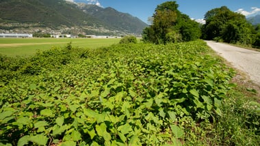 Landschaft mit grünem Japanköterich, Bergen und blauem Himmel.
