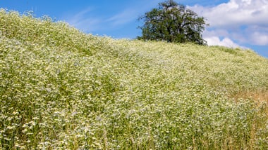 Feld mit weissen Berufkräutern unter blauem Himmel und Baum im Hintergrund.