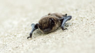 Nahaufnahme einer Fledermaus auf hellem Hintergrund.