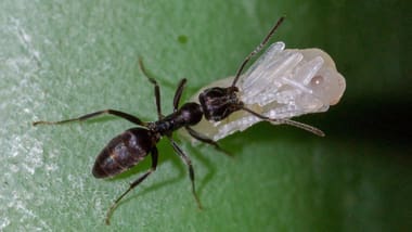 Tapinoma-Ameise auf einem Blatt mit weisser Substanz.