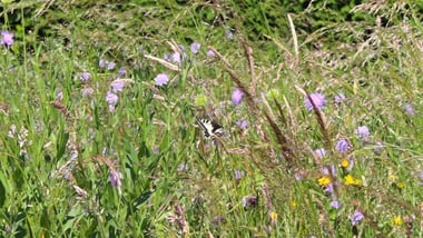 Wiese mit lila und gelben Wildblumen.