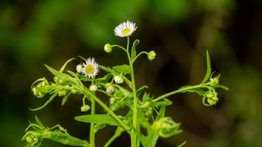 Blüten vom Einjährigen Berufkraut