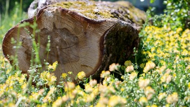 Baumstamm in einem Feld mit gelben Blumen.