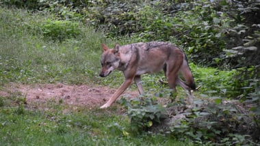 Wolf geht auf Rasen in einem Waldgebiet.