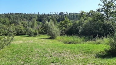 Grüne Wiese mit Bäumen im Hintergrund unter blauem Himmel.