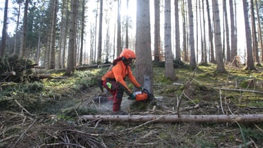 Forstarbeiter mit orangem Schutzhelm, der im Wald mit einer Kettensäge einen Baum fällt.