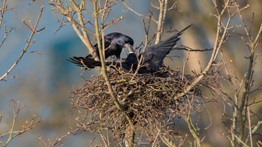 Zwei Krähen auf einem Nest in einem Baum.