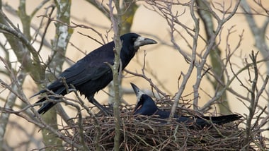 Zwei Krähen auf einem Nest in einem kahlen Baum.