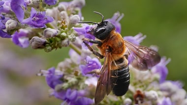 Nahaufnahme einer Asiatischen Mörtelbiene auf lila Blüten.