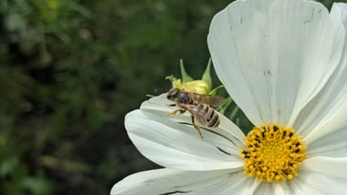 Biene auf weisser Blume in einem Garten.