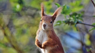 Eichhörnchen sitzt nahe an einem Baum mit unscharfem Hintergrund.
