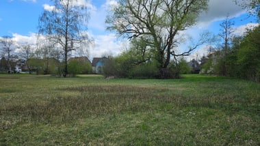 Wiese des Reutlinger Rieds mit Baum und Häusern im Hintergrund.
