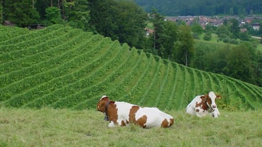 Zwei Kühe liegen auf einer Wiese vor einer grünen Landschaft.
