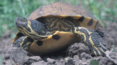 Schmuckschildkröte auf Erdboden.