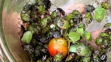 Viele Wanzen und ein rotes Obst in einem Glas.