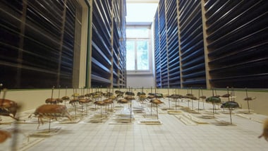 Blick in die Insektensammlungen des Naturmuseums Winterthur