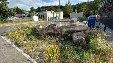 Grosser Baumstamm auf einer Wiese mit wilden Blumen, umgeben von Gebäuden und Bäumen.