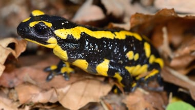 In Winterthur eher selten anzutreffen: Der Feuersalamander ist der grösste unserer heimischen Schwanzlurche und gefährdet