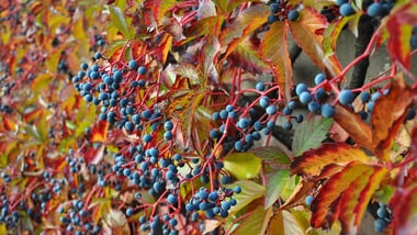 Nahaufnahme von blauen Beeren und bunten Blättern einer Jungfernrebe an einer Wand.