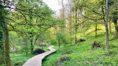 Holzsteg durch grünen Wald im Totentäli.