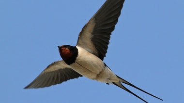 Fliegender Vogel am blauen Himmel.