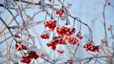 Gefrorene rote Beeren an schneebedeckten Ästen.