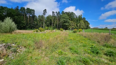 Naturschutzobjekt Reservoir Oberseen mit grüner Wiese mit Blumen.