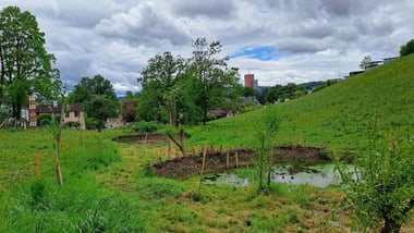 Grüne Wiese mit Bäumen und einem kleinen Teich.