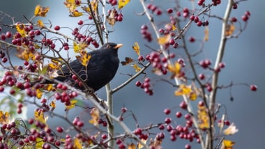 Schwarzer Vogel sitzt auf einem Ast mit roten Beeren.
