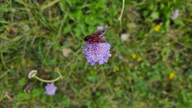Schwarz-rotes Widderchen auf lila Blume im Gras.